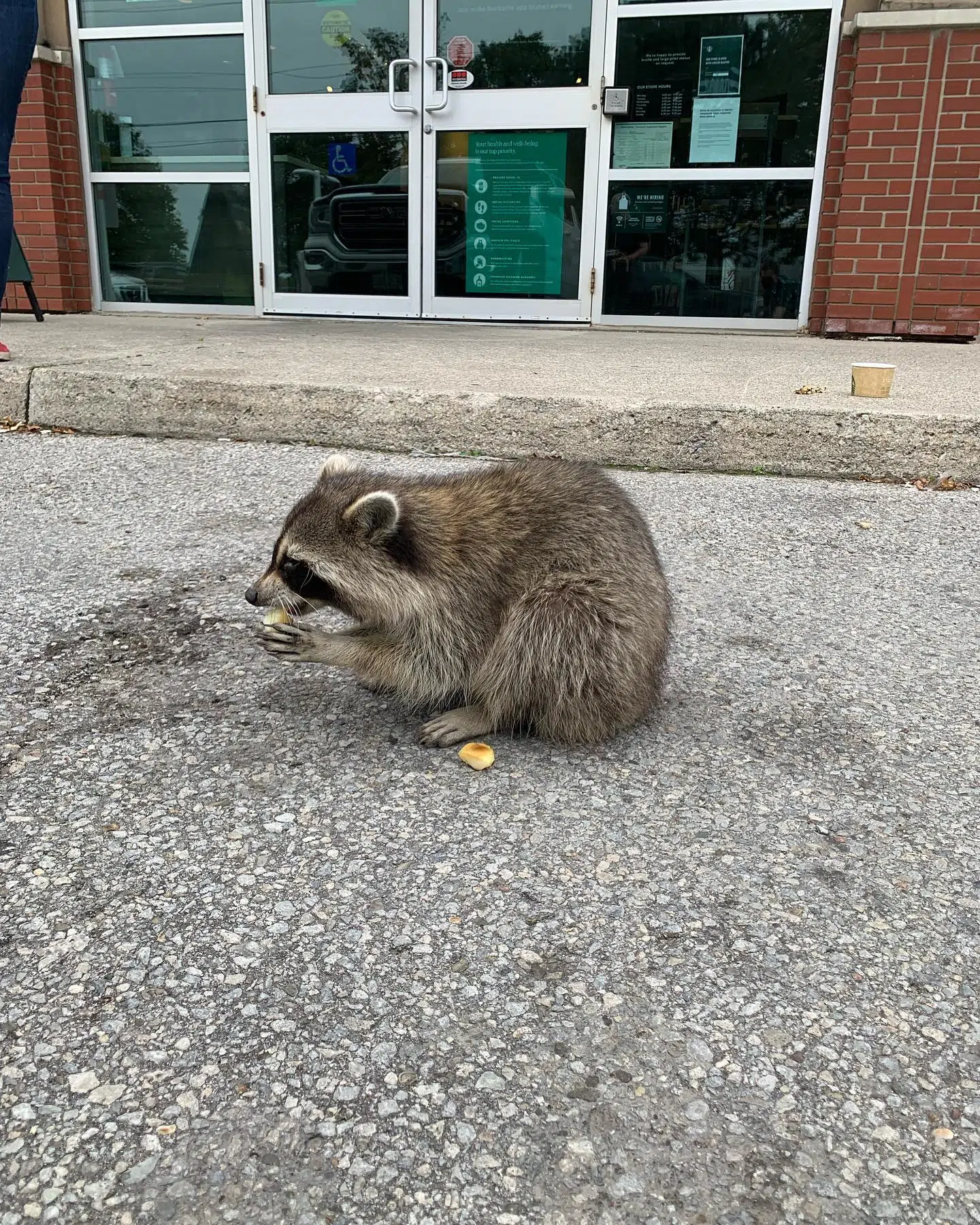 Raccoon found at Milton Starbucks sick with distemper