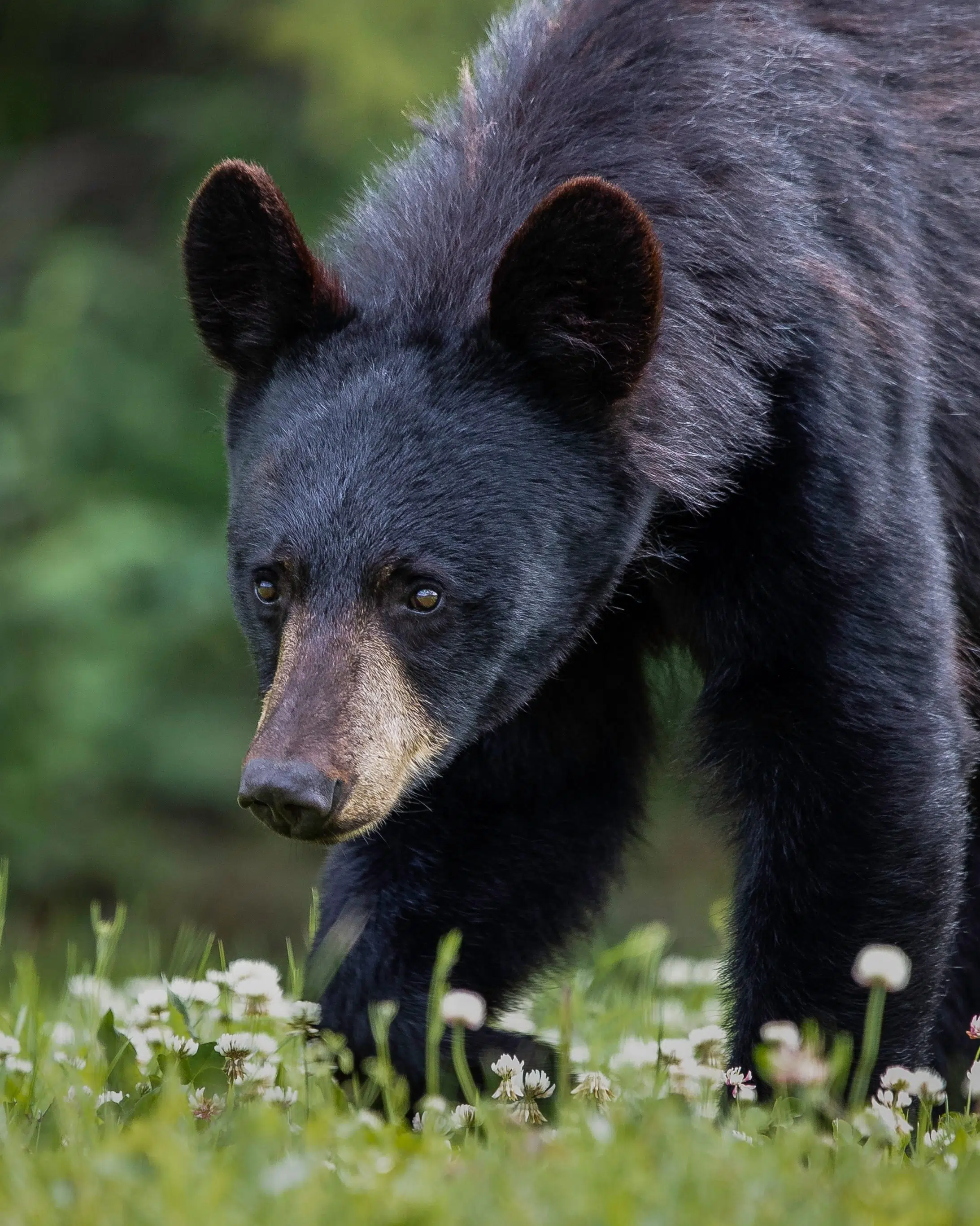 Black bear spotted in Georgetown
