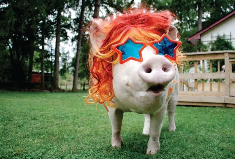 Esther the Wonder Pig has died