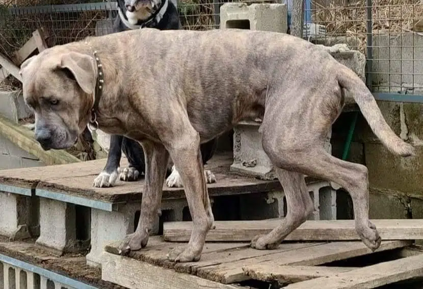 EXCLUSIVE The Big Dog House in Port Hope raising funds for Zeus’ ACL surgery Classic Rock 107.9