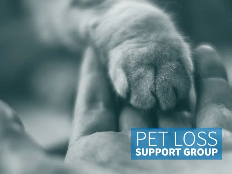 Virtual pet loss grief program with the Robbie Dean Centre and OSPCA