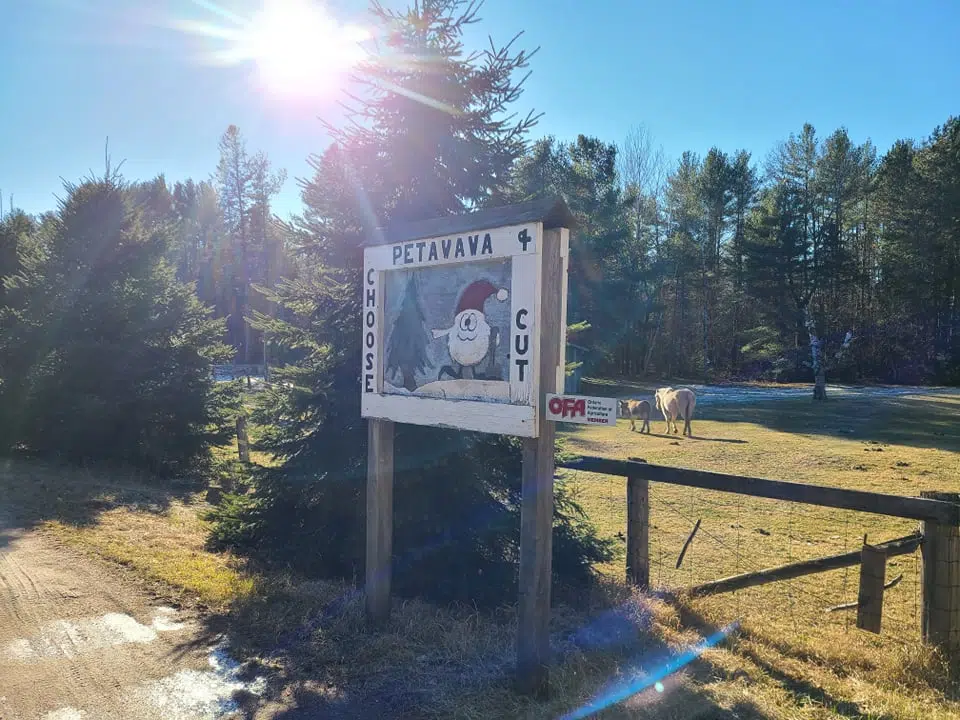 Petawawa Choose and Cut on Black Bay Road helping make Christmas
