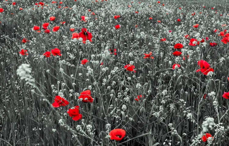 Remembrance Day Ceremony  District of Central Saanich