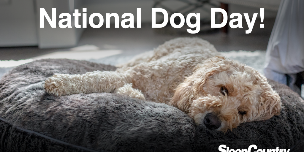 National Dog Day - Vimarsana News
