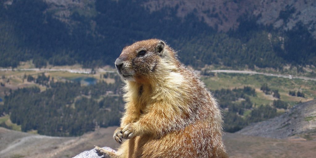 Thanks For The Marmots, Alberta - Vimarsana News