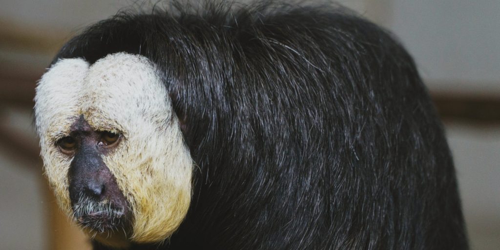 Amazon Prime-mate? (Ok, no that was bad! Sorry!) Researchers set up a streaming service for monkeys. - Vimarsana News