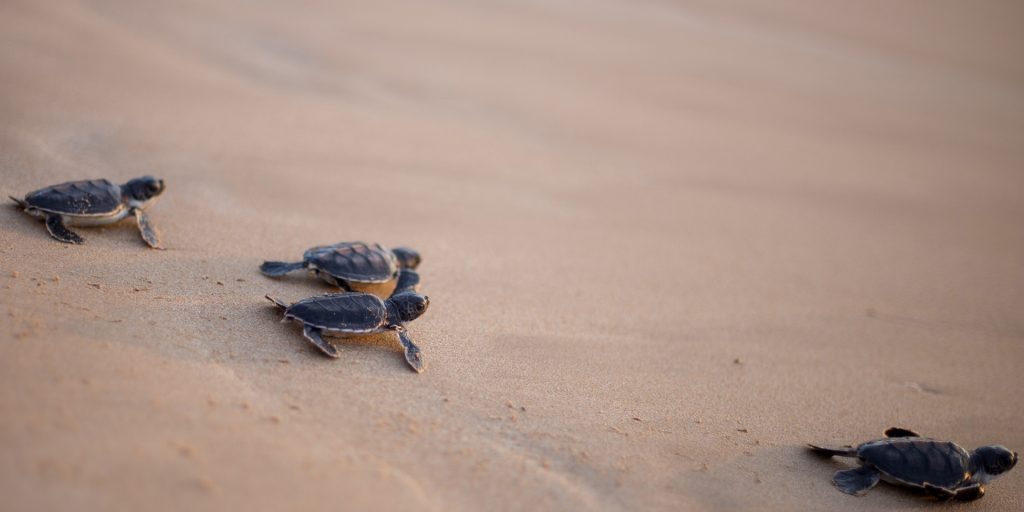 Baby sea turtles sing from inside their eggs to communicate and synchronize hatching - Vimarsana News