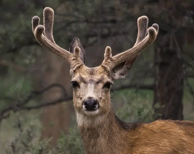 Wisconsin Management Area Approved To Combat Deer Disease 