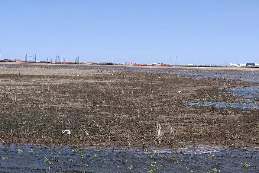 Avian flu crippling Saskatchewan's bird population