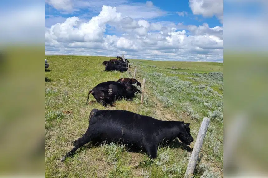 Pretty sickening': Sask. family devastated after lightning strike kills 28  cattle | 650 CKOM