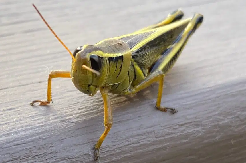 Farmers continuing to battle grasshoppers, hopeful for good harvest season