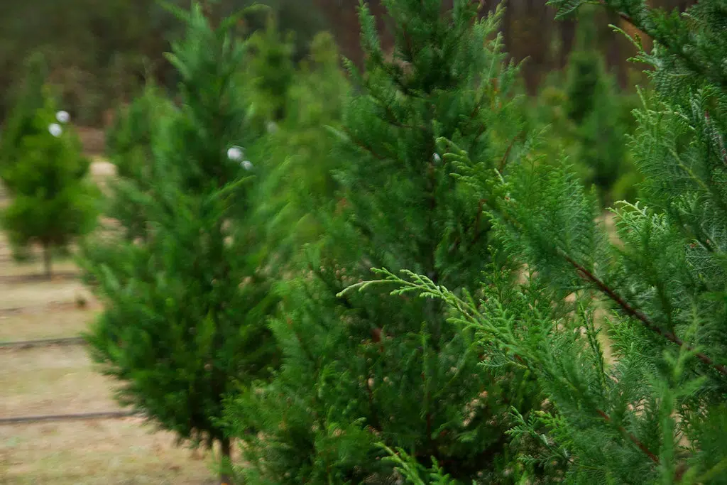 Real Christmas trees in high demand as holidays approach