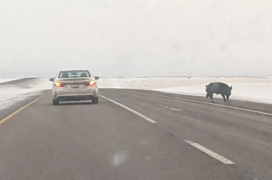 Hogs keep drivers, Mountie busy on highway near Moose Jaw