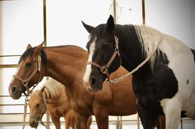 Study involving P.A. area horses examines PTSD treatment for emergency responders