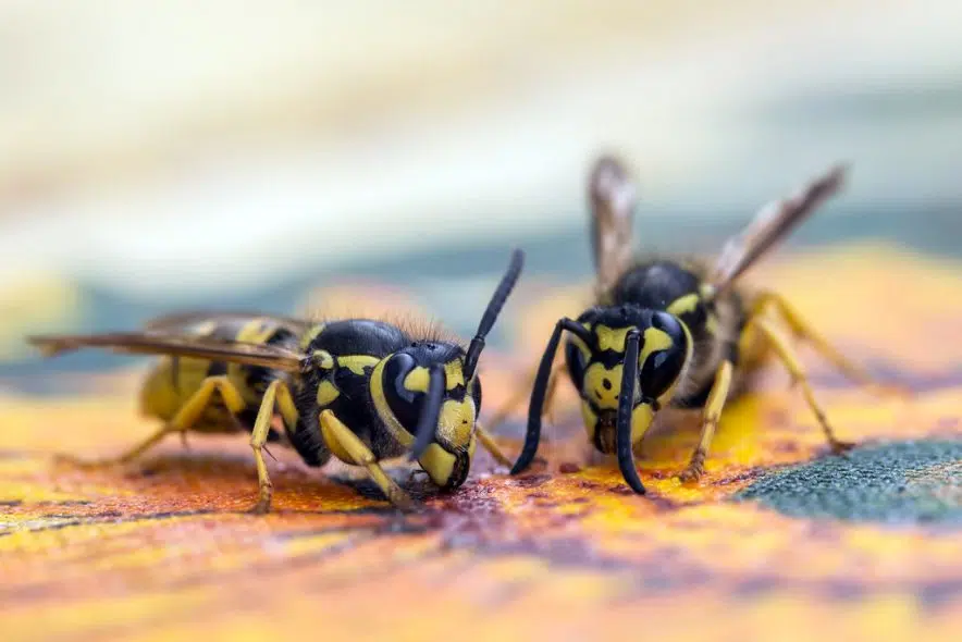 What's the buzz?: Expert says wasps are looking for protein