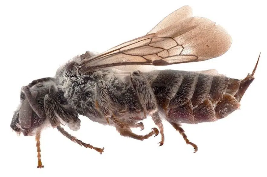 Specimen of rare bee found in Saskatchewan