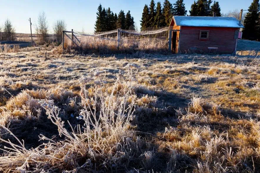 Environment Canada predicts frost, possibility of snow for Sask.