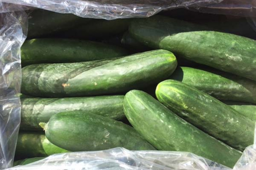'Free Fridge' providing nutritious food in Regina - Vimarsana News