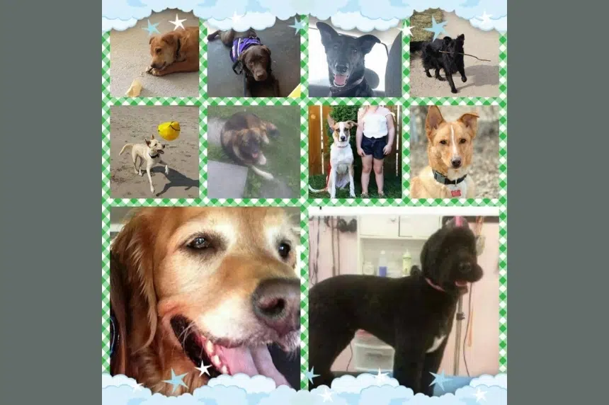 Saskatoon dog deaths boost support for kennel regulations in province