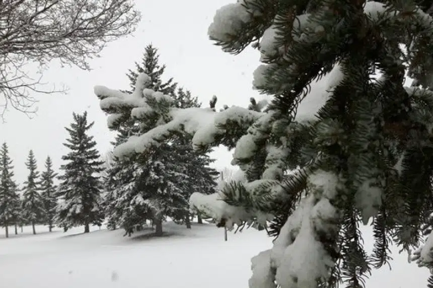 Cut your own Christmas tree in Cypress Hills Interprovincial Park 650