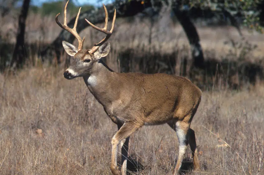 White-tailed deer hunting season starts in Saskatchewan