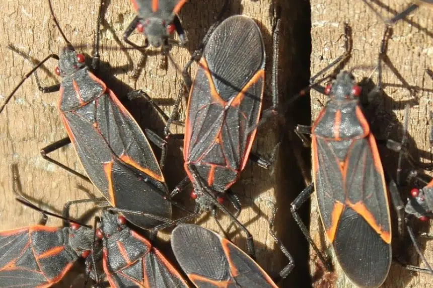 Maple bugs taking over Regina 980 CJME