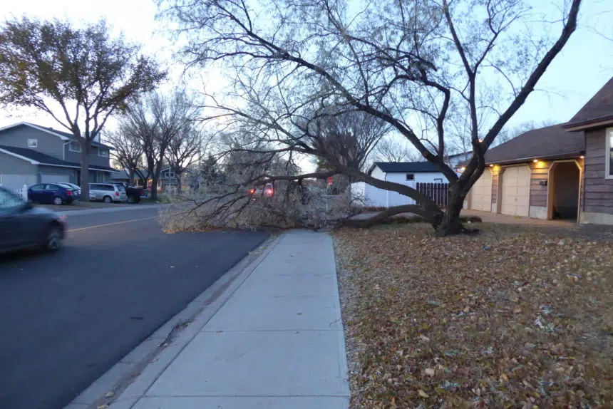 Sask. Discovers Damage From Hurricane-force Wind Storm | 980 CJME