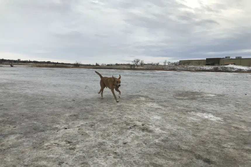City seeking feedback on plan for offleash dog park in A.E. Wilson Park 980 CJME