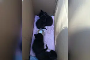 Kitten Rescue - 4 kittens in box