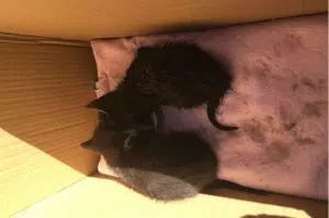 Kitten Rescue in Balgonie 1 - June 18 2018