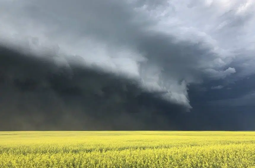 Hail and strong winds damage crops in southern Sask. | 980 CJME