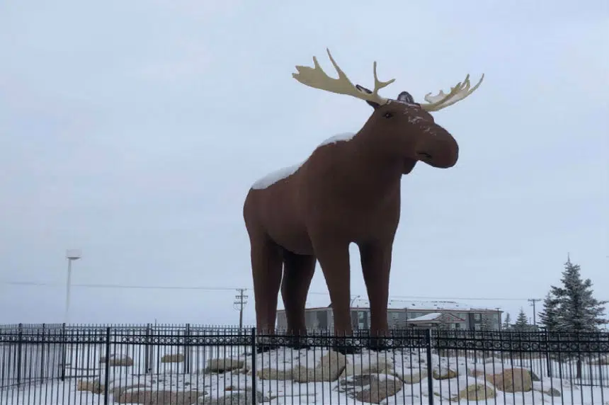 moose height