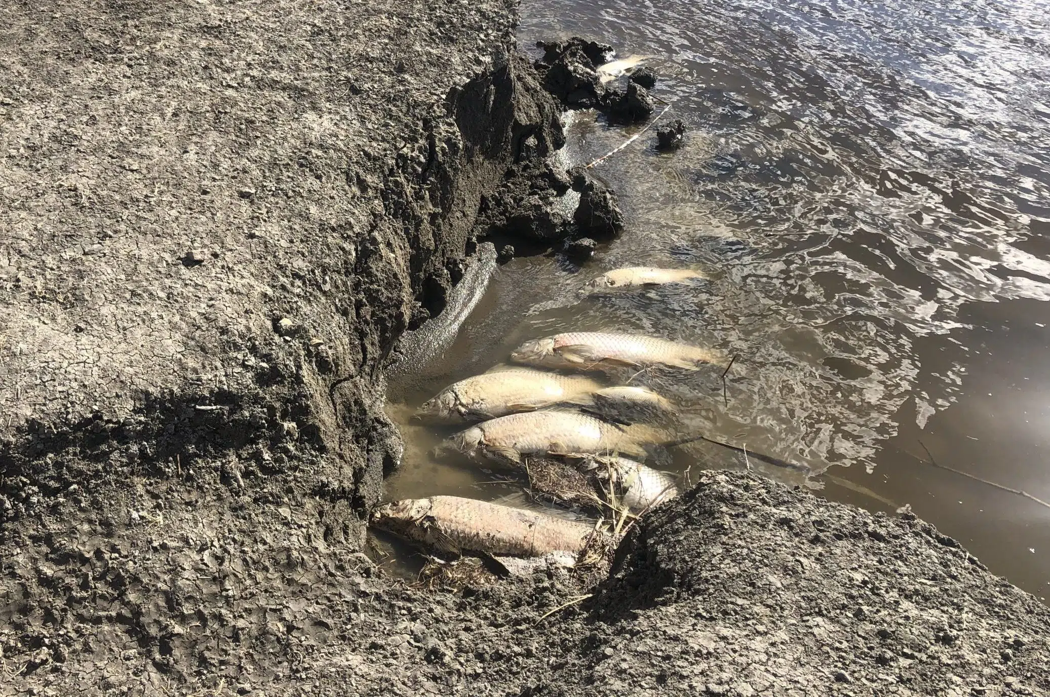 Dead fish washing up at Wascana Lake after “winter kill” 980 CJME