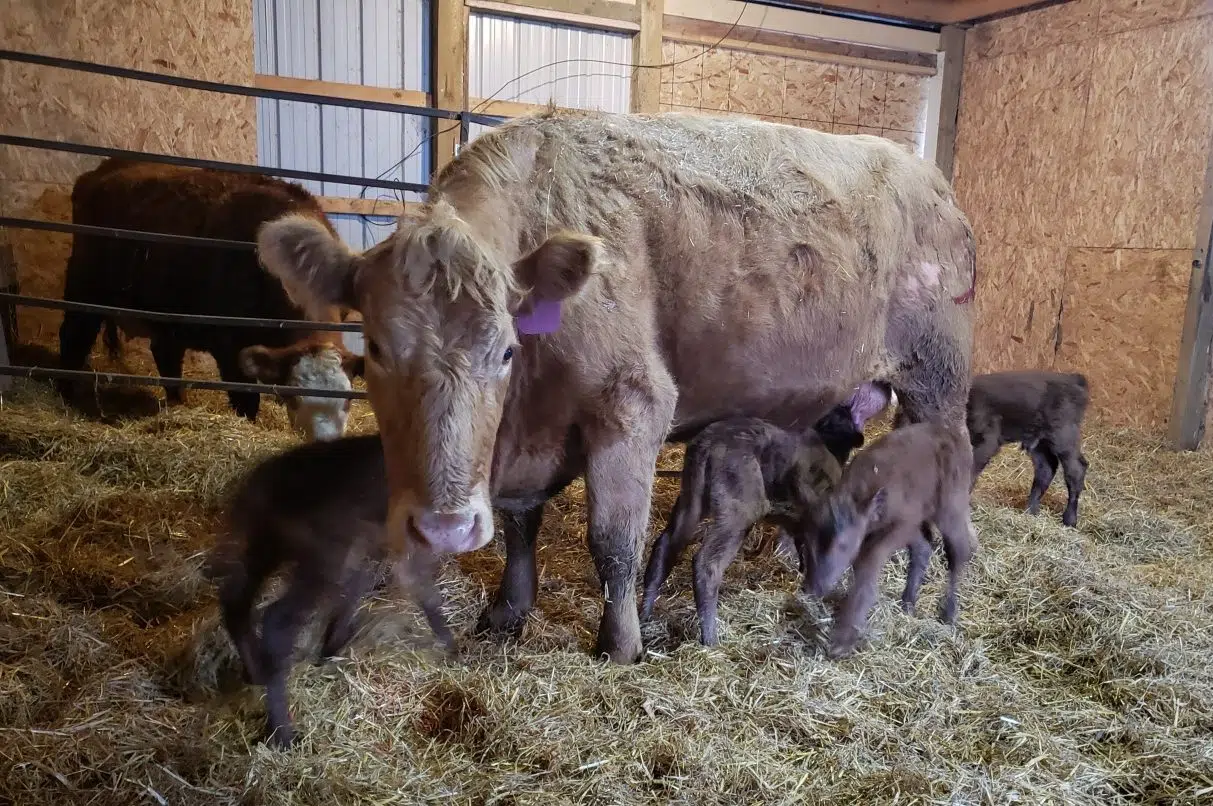 1 in 11.2 million Cow gives birth to four healthy calves 980 CJME