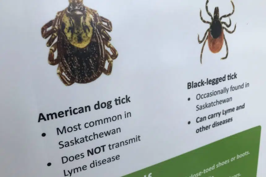 Do Dog Ticks Carry Lyme