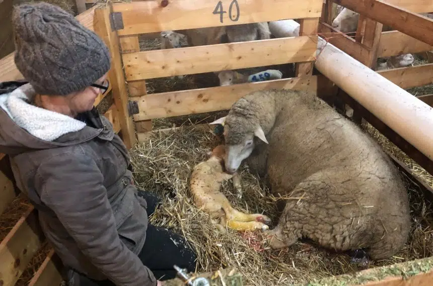 Extreme cold not proving to be an issue for Rancher during lambing