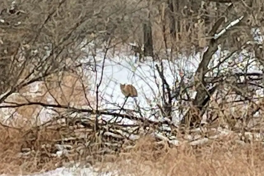 Cougar sighting a common house cat 980 CJME