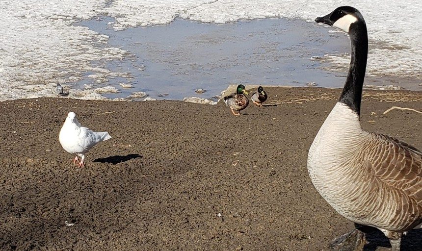 Regina named bird-friendly city in time for spring migration - Vimarsana News
