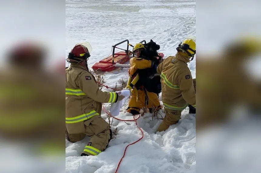 You lucky dog Regina fire crew rescues pooch from Wascana Lake ice
