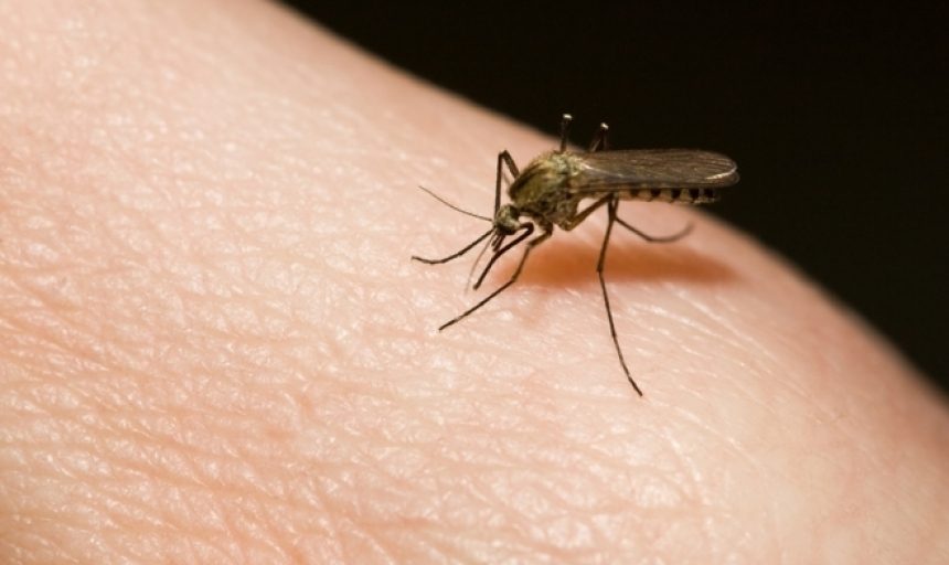Regina mosquito count remains low despite recent rainfall - Vimarsana News