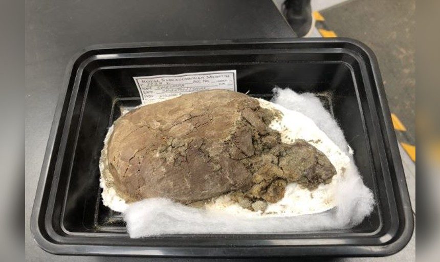 Coming out of its shell: Team examining turtle fossil found in southwest Sask. - Vimarsana News