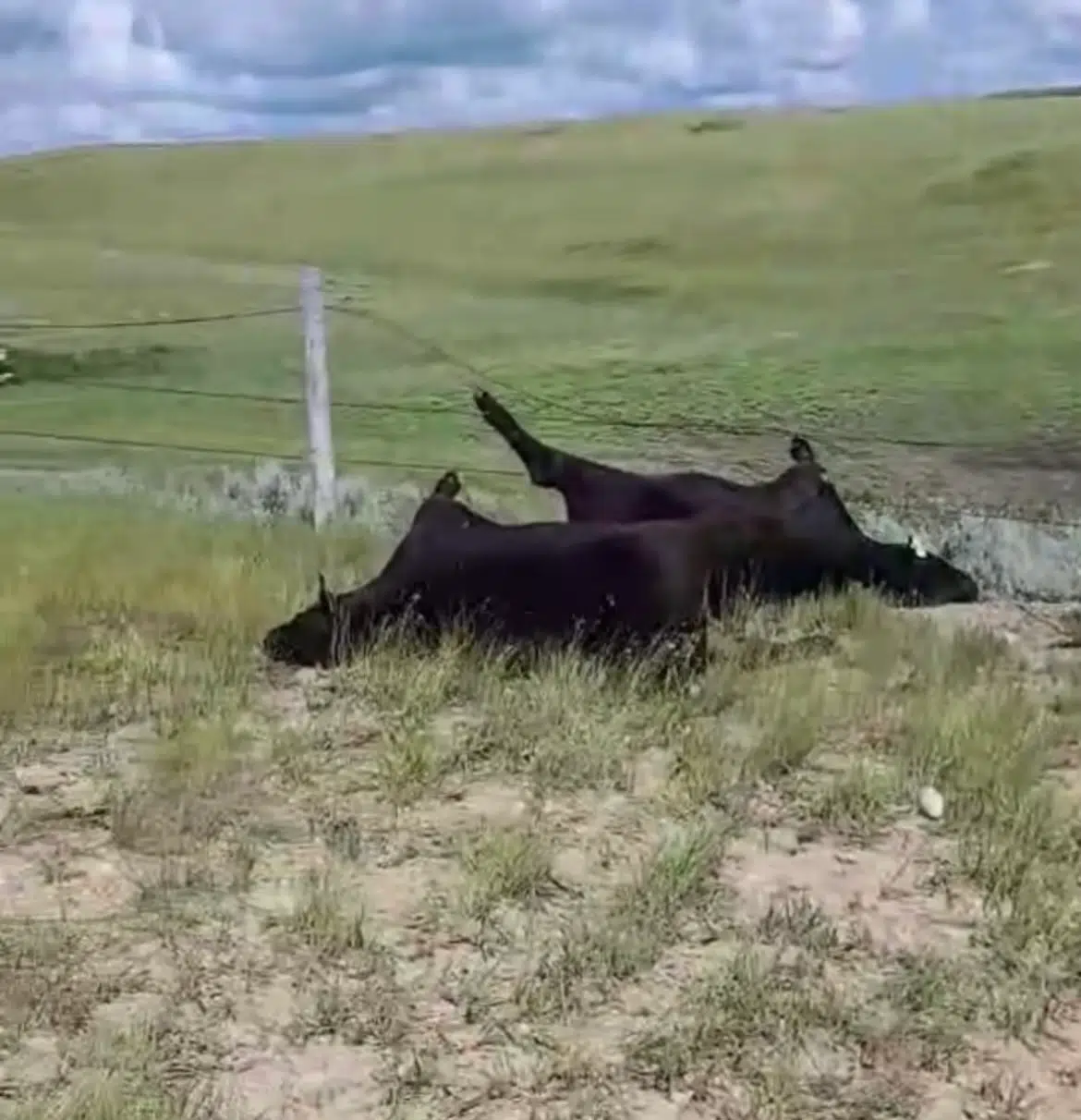 Pretty sickening': Sask. family devastated after lightning strike kills 28  cattle | 650 CKOM