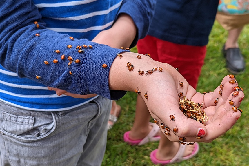 Ladybugs set to descend on Regina's Victoria Park - Vimarsana News