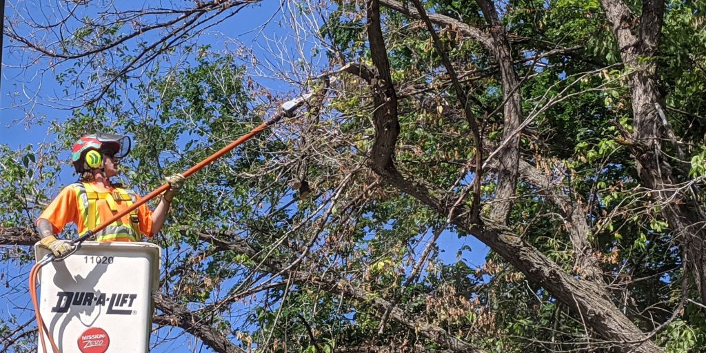 City of Regina working to keep Dutch elm disease under control - Vimarsana News