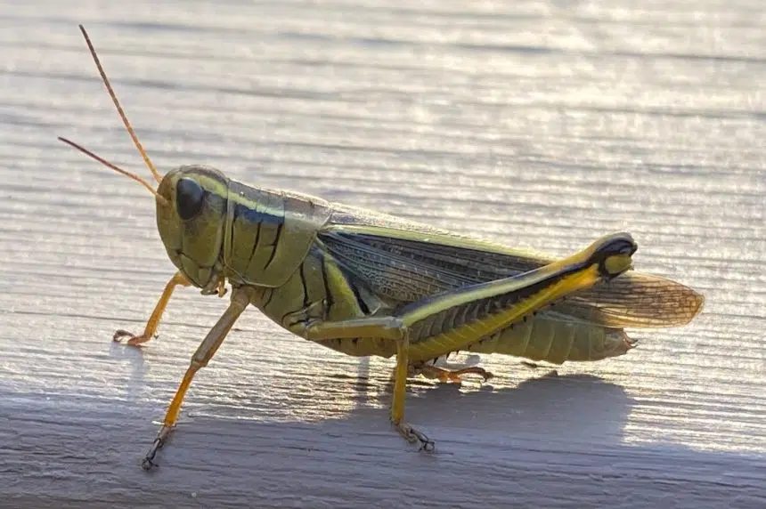 Expert says warm, dry conditions to blame for huge grasshopper ...