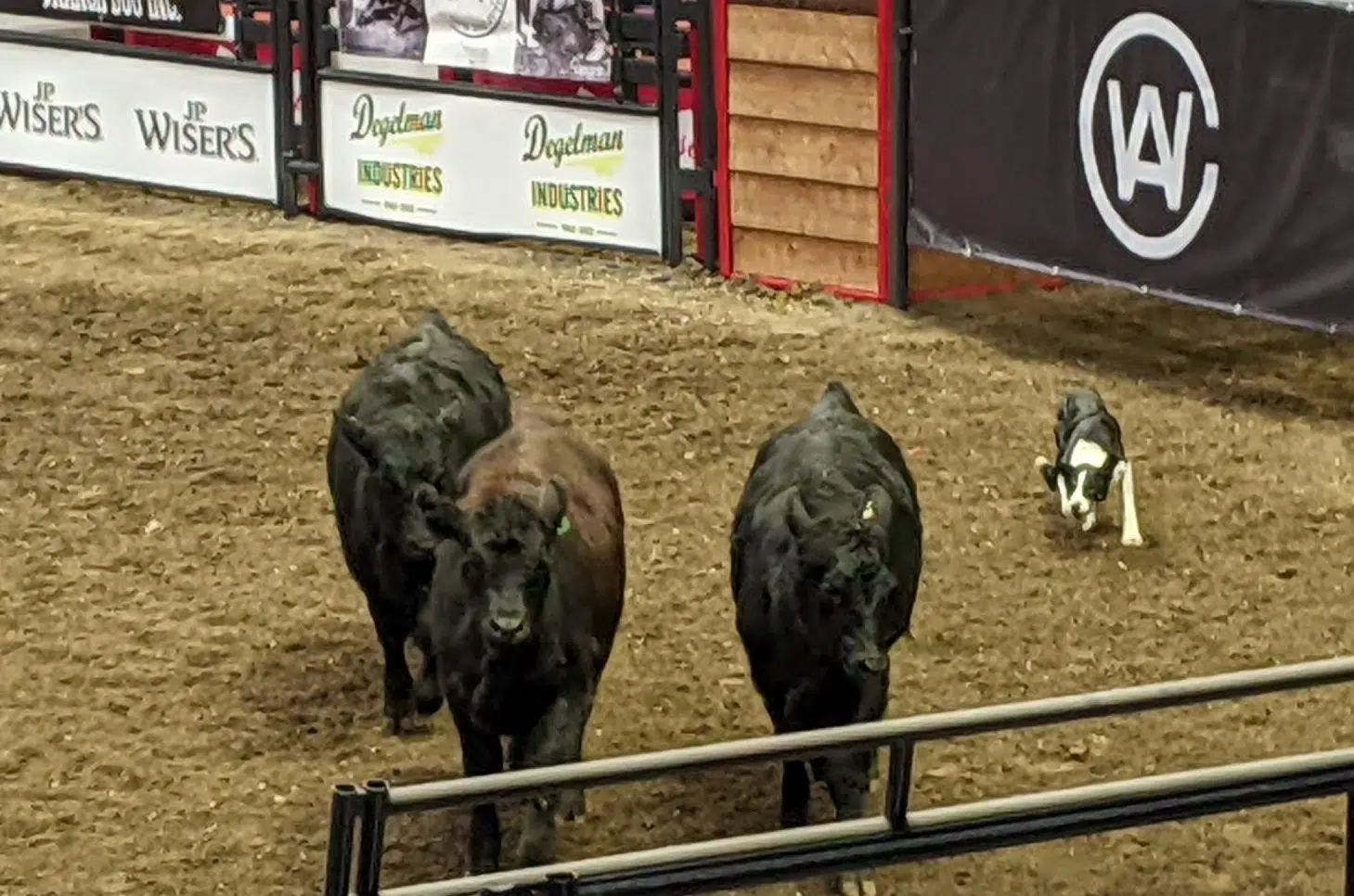 Agribition hosts open cattle dog competition for first time