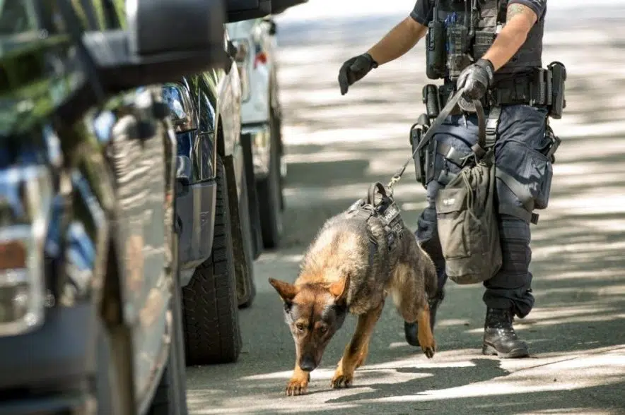 Regina canine unit training in Pioneer Village neighbourhood 980 CJME