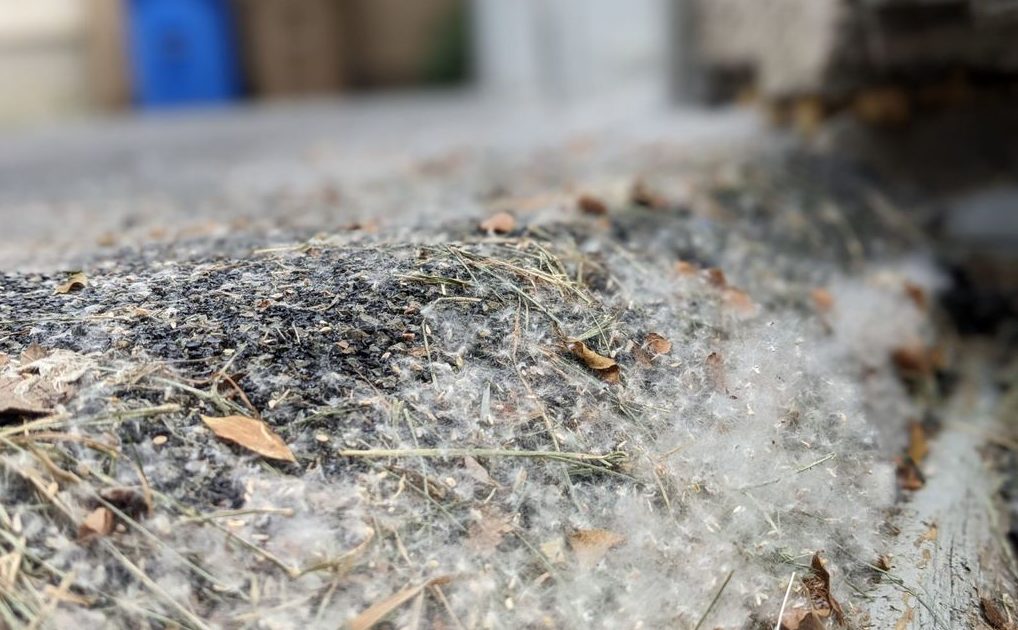Tree fuzz woes set to end after a few rainstorms - Vimarsana News