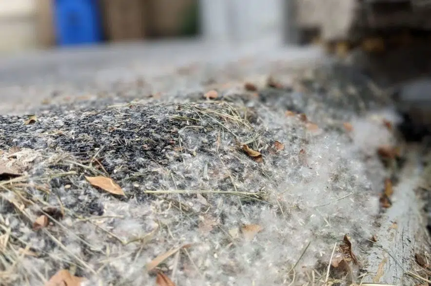 Tree fuzz woes set to end after a few rainstorms 650 CKOM