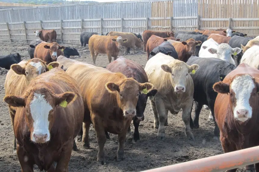 Sask. cattle industry under threat, SARM and industry groups say
